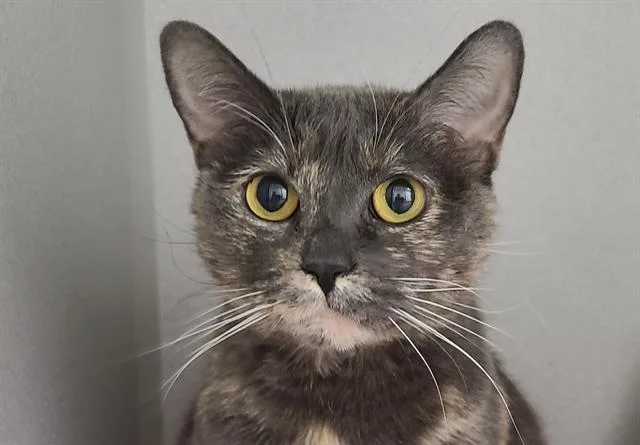 An adult small-sized female Domestic Short Hair cat named Hannah Banana for adoption in Tucson, AZ
