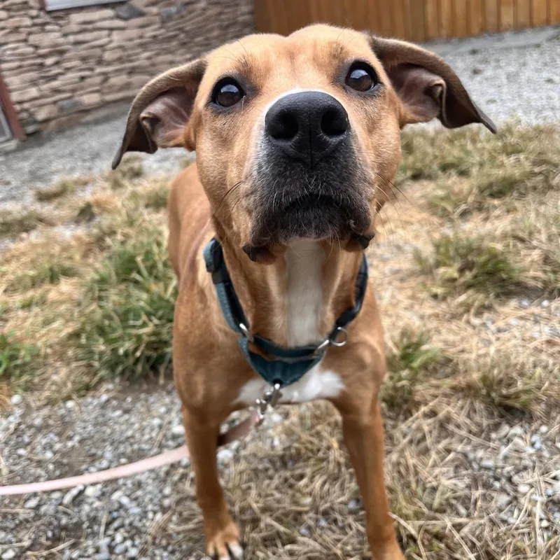 An adult medium-sized female Mixed Breed dog named Starlet for adoption in Fairport, NY