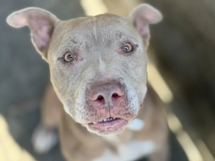 An adult large-sized male Pit Bull Terrier dog named Max for adoption in Los Angeles, CA