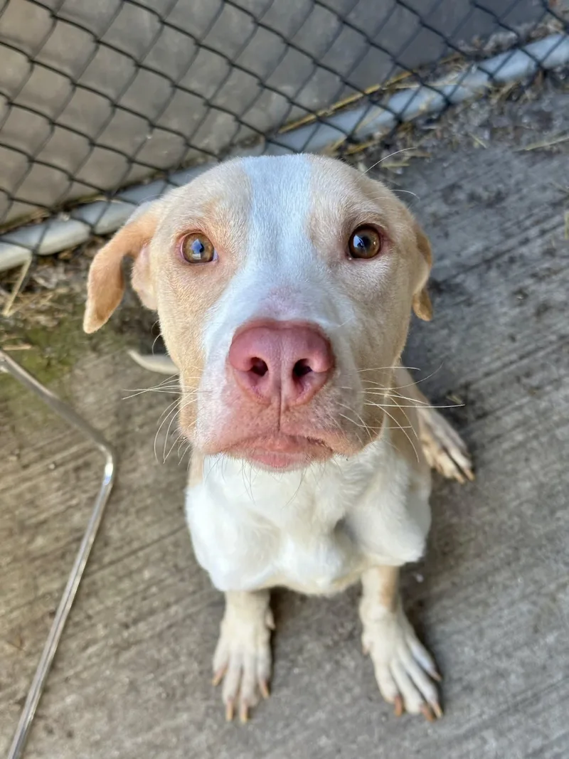 An adult medium-sized male Yellow / Tan / Blond / Fawn Pit Bull Terrier dog named Philbert for adoption in Chicago, IL