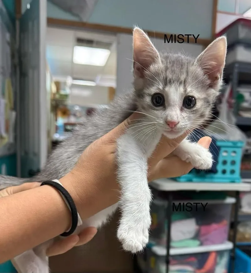 A baby small-sized female Gray & White Domestic Short Hair cat named Misty for adoption in Bossier City, LA