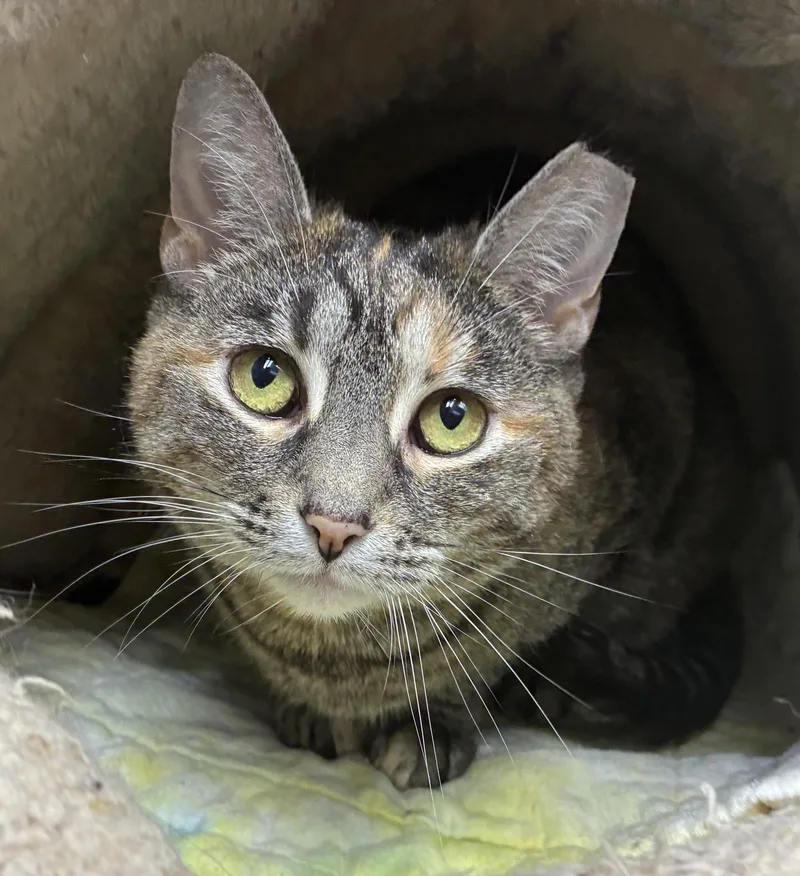 An adult medium-sized female Dilute Tortoiseshell Domestic Short Hair cat named Dottie for adoption in Breinigsville, PA