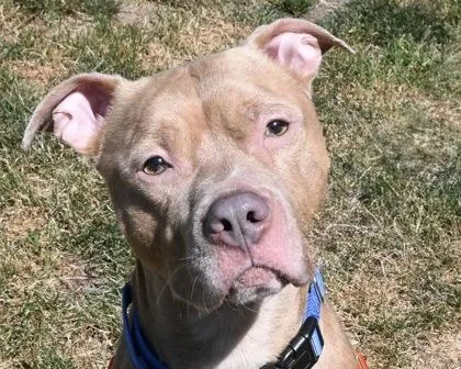 An adult large-sized male Mixed Breed dog named Zee for adoption in West Seneca, NY
