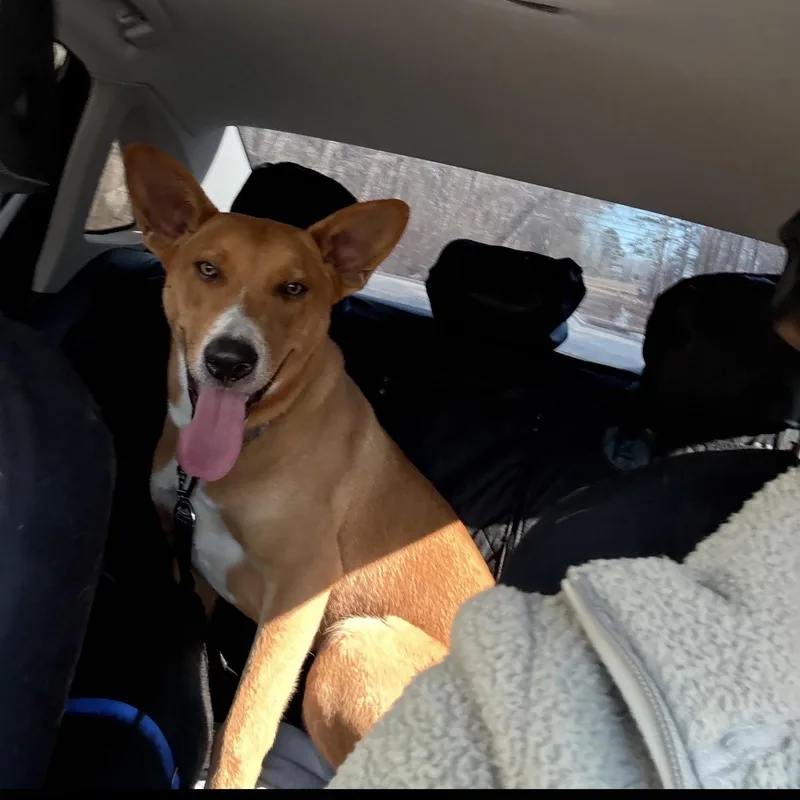 A young large-sized male Basenji dog named Tucker for adoption in Queen City, TX