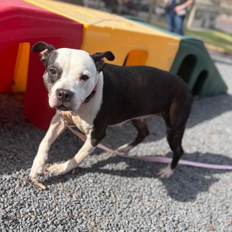 An adult medium-sized female Black Pit Bull Terrier dog named Luna for adoption in Birdsboro, PA