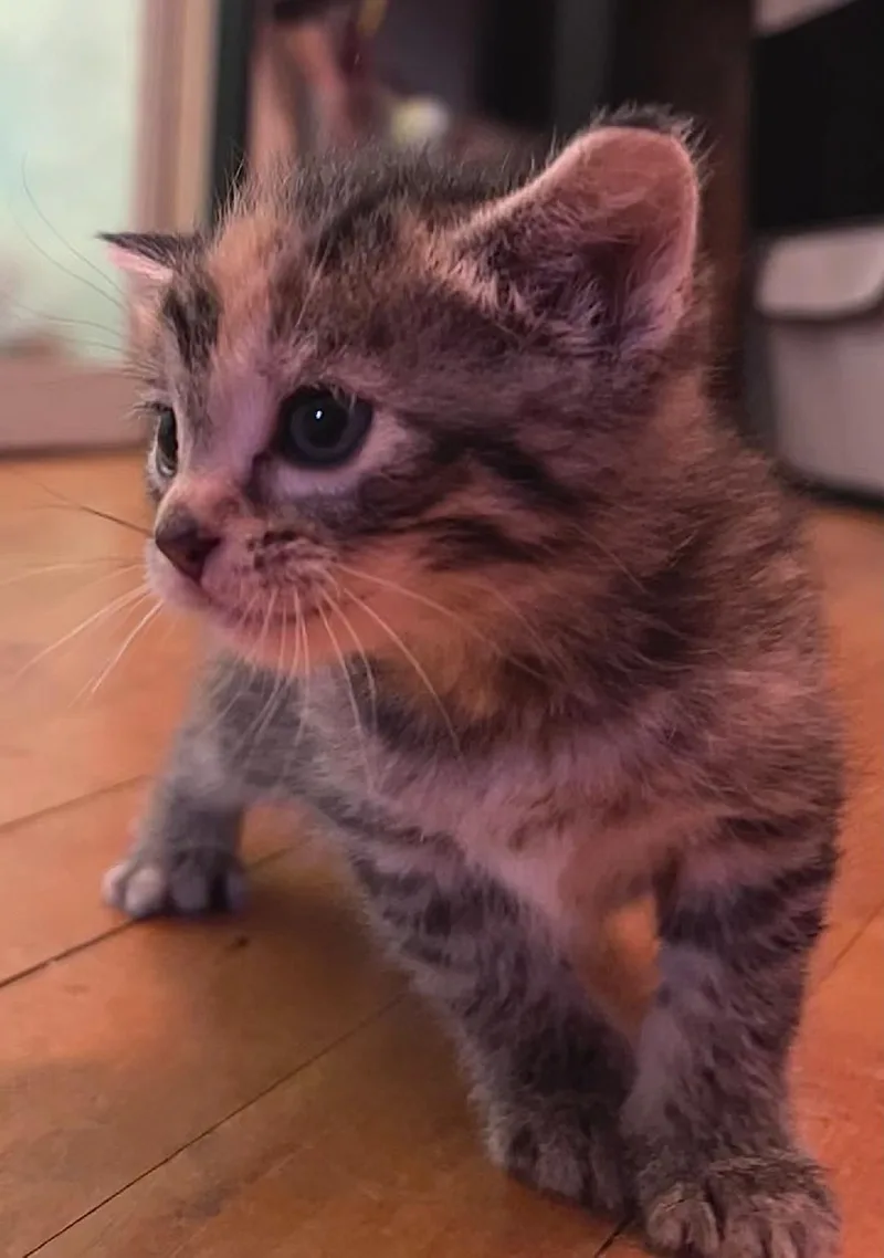 A baby medium-sized female Torbie Domestic Short Hair cat named Blayze for adoption in Valley City, ND