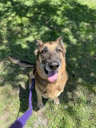 An adult large-sized male German Shepherd Dog dog named Renzo for adoption in Vero Beach, FL