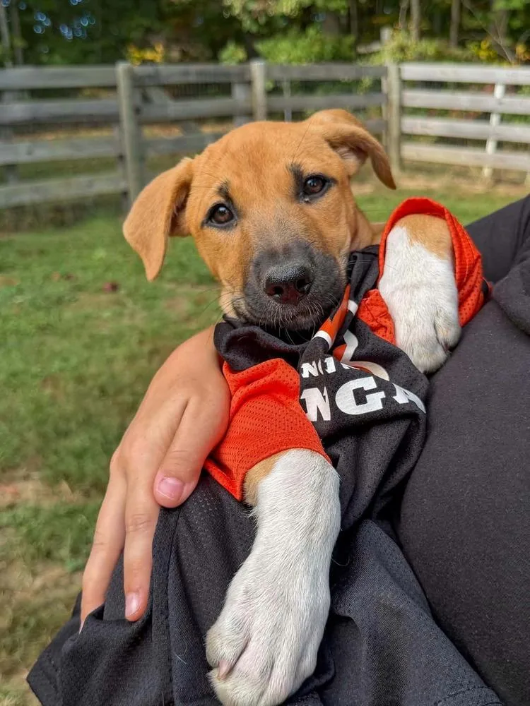 A baby large-sized female Shepherd dog named Georgia : Madison for adoption in Aurora, IN