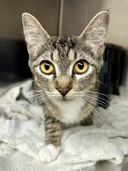 A young small-sized female Buff / Tan / Fawn Domestic Short Hair cat named Construction Sign for adoption in Wichita, KS