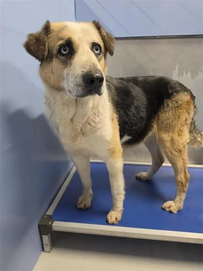 A baby large-sized female Black German Shepherd Dog dog named Pasadena for adoption in El Paso, TX