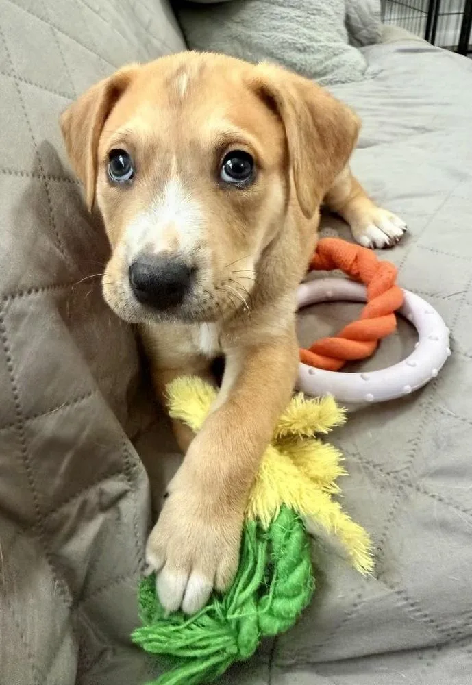 A baby large-sized male White / Cream Labrador Retriever dog named Orzo for adoption in Greenlawn, NY