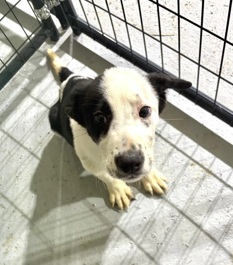 A baby medium-sized male White / Cream Mixed Breed dog named Snoopy for adoption in Ruston, LA