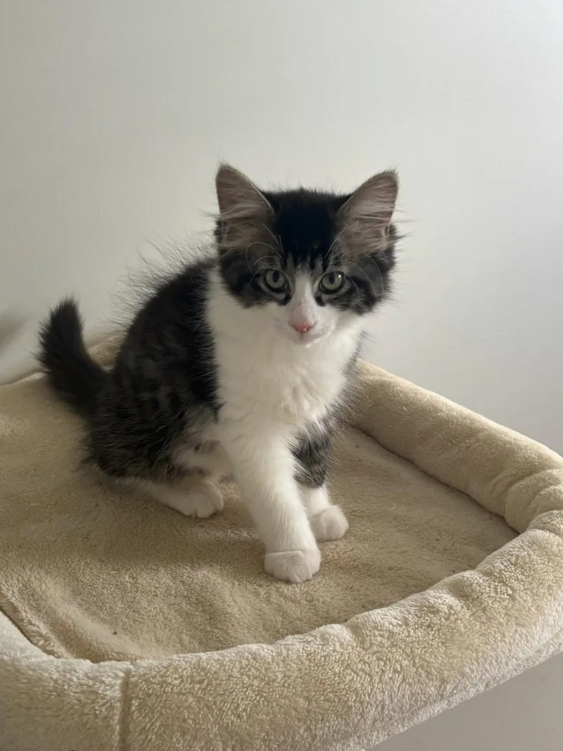 A baby medium-sized male Black & White / Tuxedo Domestic Long Hair cat named Boy named SUE for adoption in Utica, MI