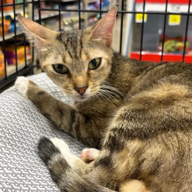 An adult medium-sized female Torbie American Shorthair cat named Jolene for adoption in Melrose, FL