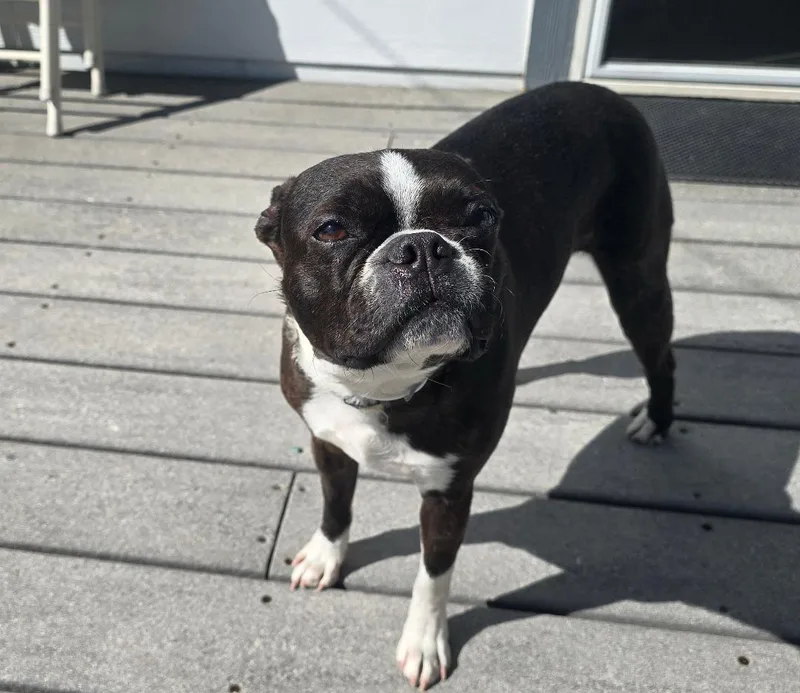 Dixie In Co thumbnail 3