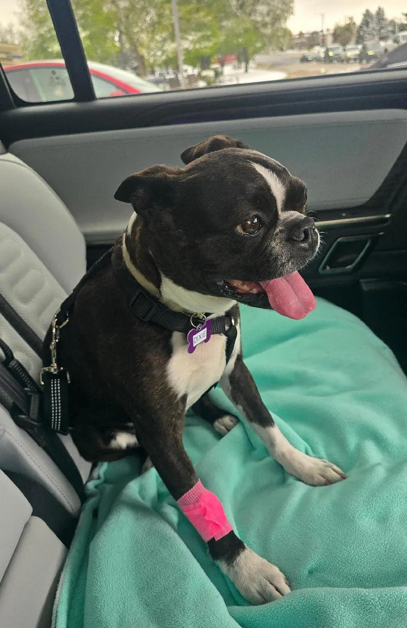 Dixie In Co thumbnail 5