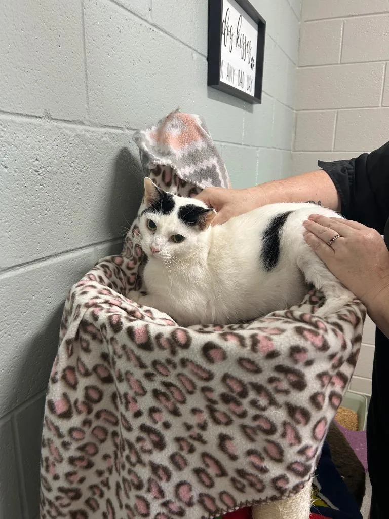 An adult small-sized male Domestic Short Hair cat named Hoodoo Lou Bones for adoption in East Ridge, TN