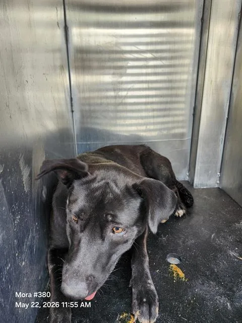 A young medium-sized female American Staffordshire Terrier dog named Chipas for adoption in San Antonio, TX