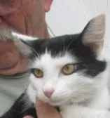 A young medium-sized male Black & White / Tuxedo Maine Coon cat named Sparky for adoption in Paris, KY