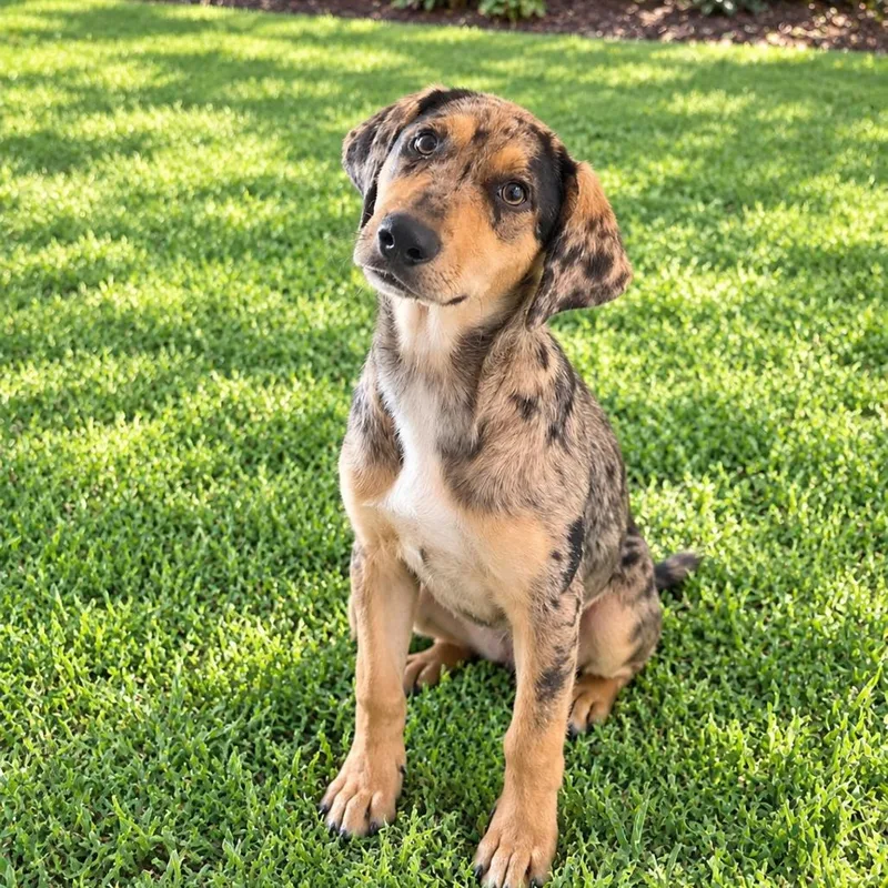 A baby medium-sized female Yellow / Tan / Blond / Fawn Catahoula Leopard Dog dog named Lilo for adoption in Baton Rouge, LA