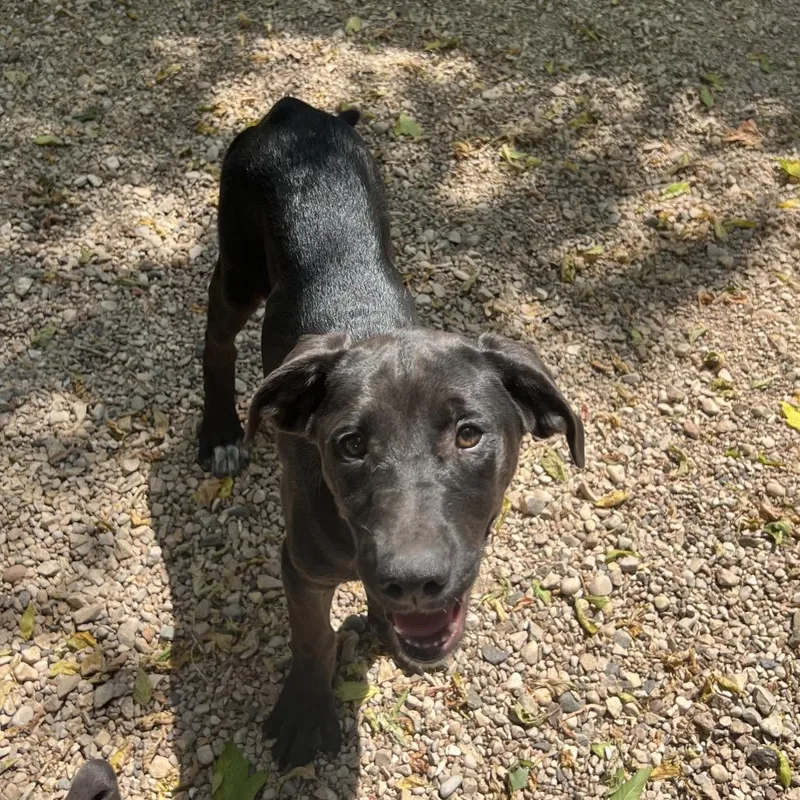 A baby large-sized female Black Golden Retriever dog named Merry for adoption in Madison, WI