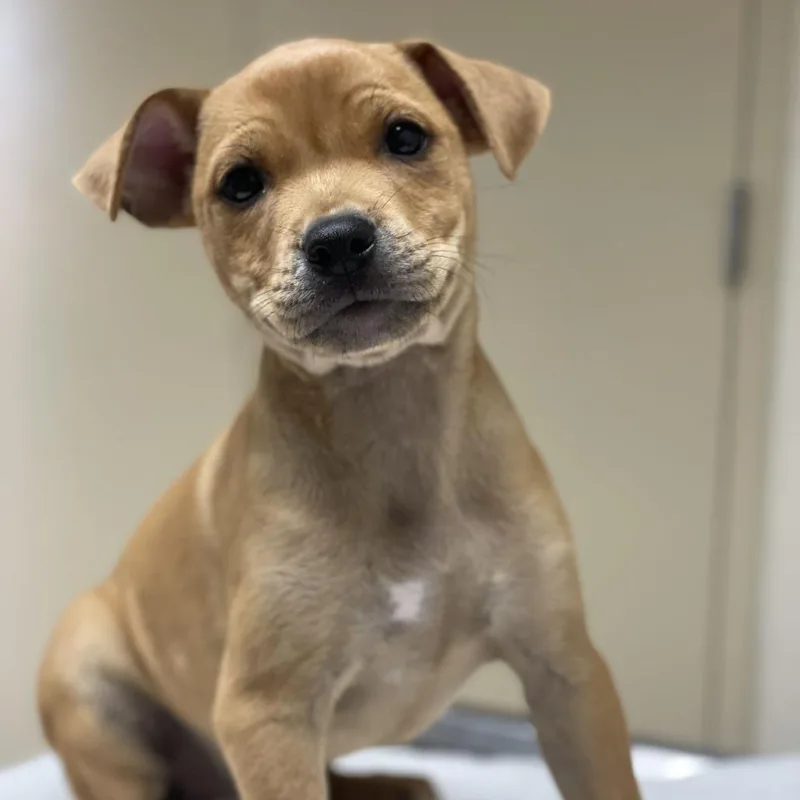 A baby small-sized female Yellow / Tan / Blond / Fawn Pit Bull Terrier dog named Athena for adoption in Riverside, CA