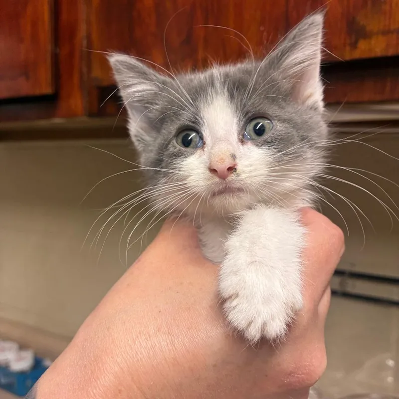 A baby small-sized male White Domestic Short Hair cat named Evidence for adoption in Danville, KY
