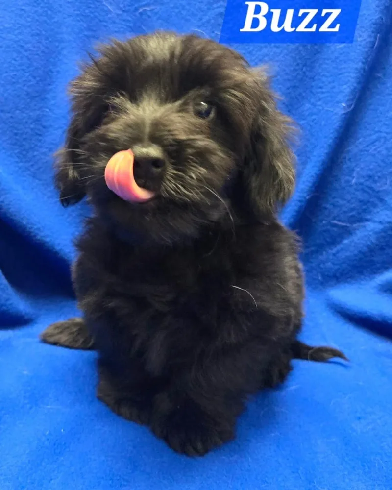 A baby small-sized male Terrier dog named Buzz for adoption in Modesto, CA