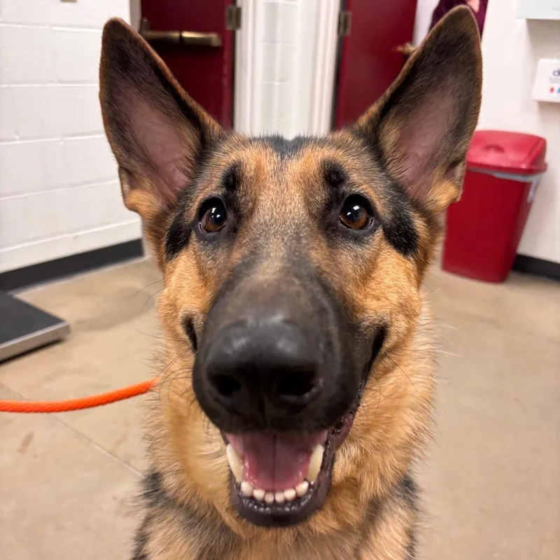 An adult large-sized male Black German Shepherd Dog dog named Tonka for adoption in York, PA