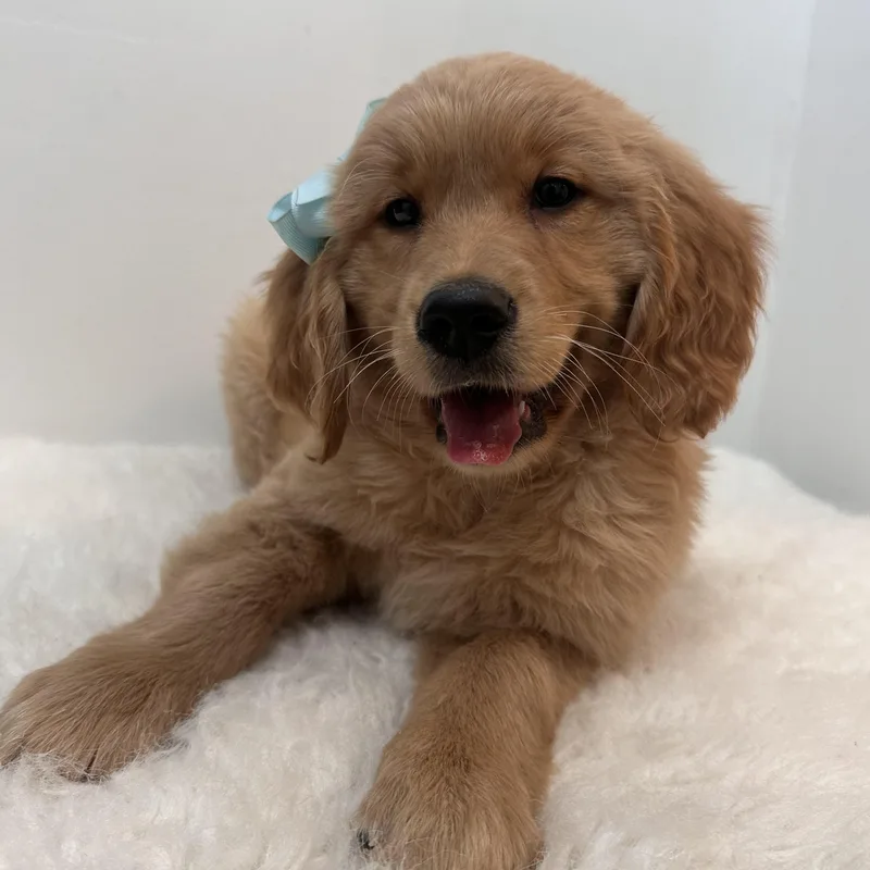 A baby large-sized female Golden Retriever dog named Saddie for adoption in Wrightstown, NJ