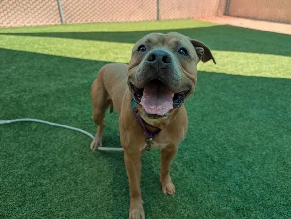 An adult large-sized male Pit Bull Terrier dog named Cairo for adoption in Escondido, CA