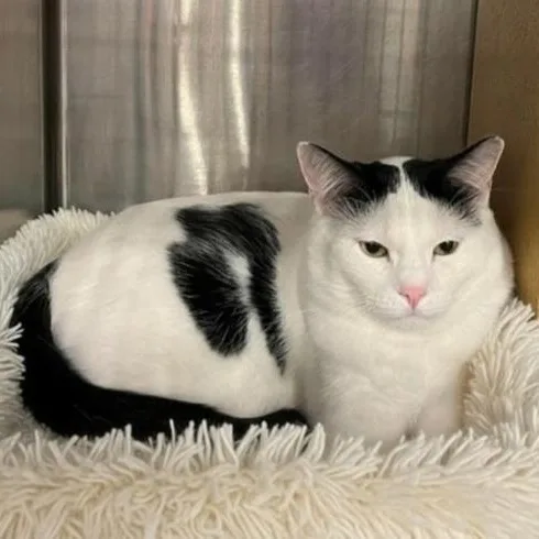 A young medium-sized male Black & White / Tuxedo Domestic Short Hair cat named Butler for adoption in Warr Acres, OK