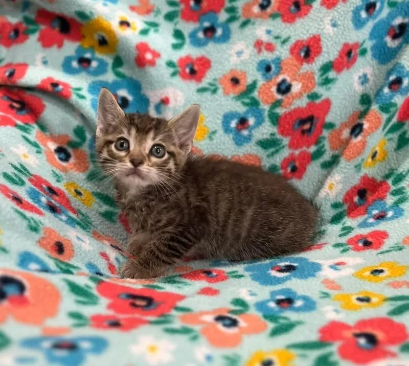 A baby small-sized male Domestic Short Hair cat named Donkey for adoption in Effingham, IL