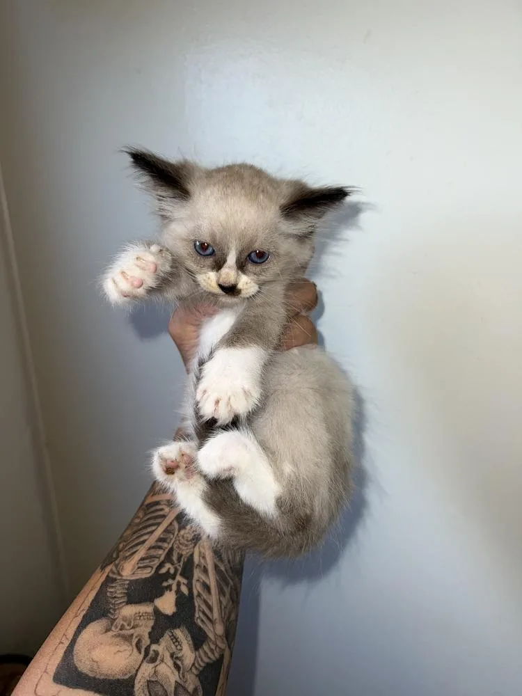 A baby small-sized male Domestic Long Hair cat named Snowball for adoption in Salisbury, NC