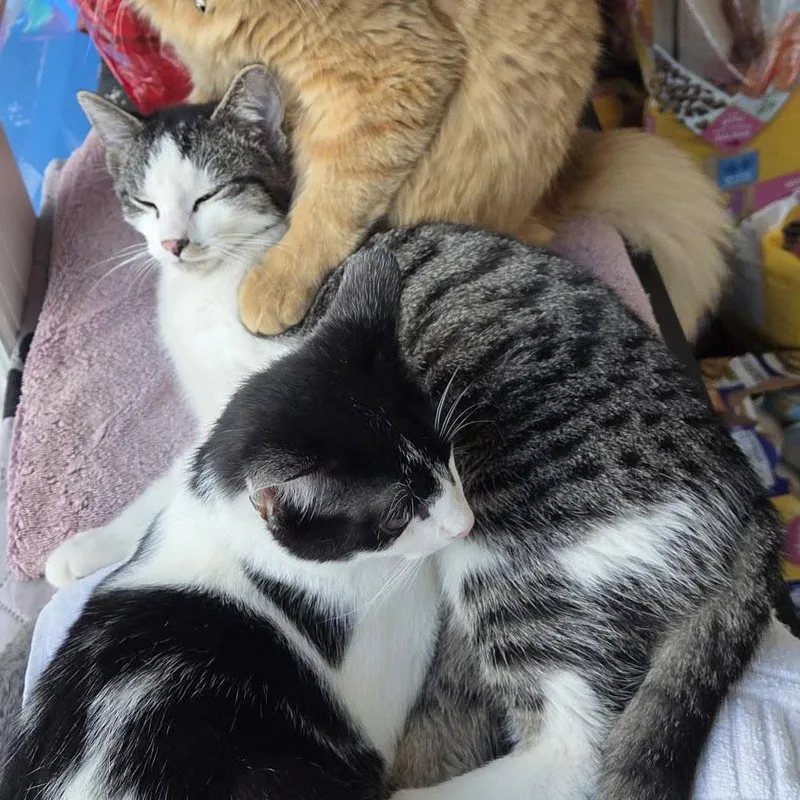 Chestnut thumbnail 2