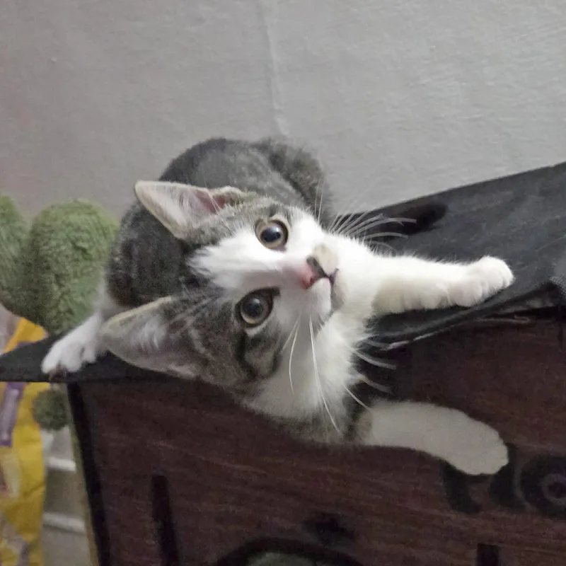 Chestnut thumbnail 3