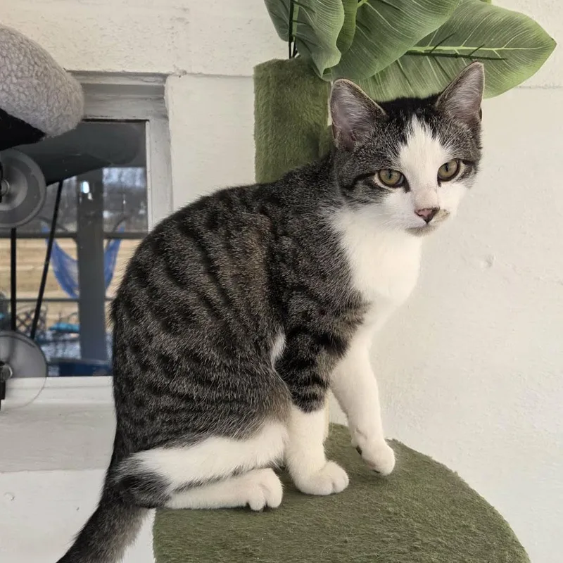 Chestnut thumbnail 4