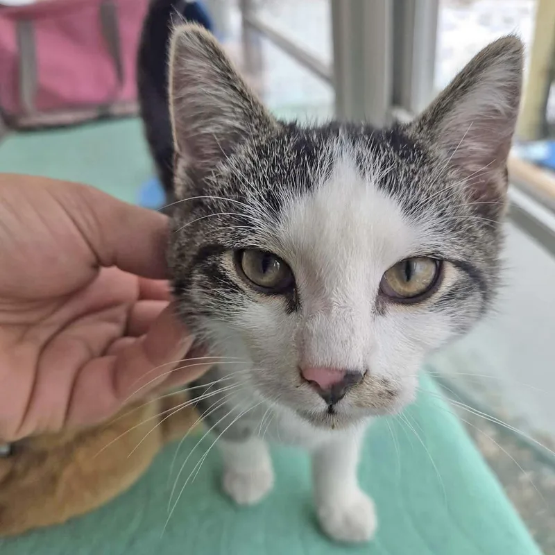 Chestnut thumbnail 5