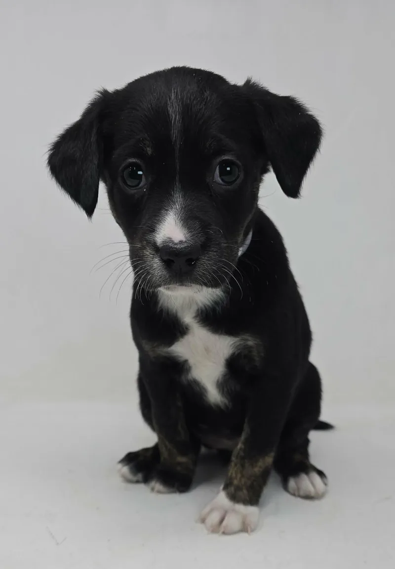 A baby medium-sized female Black Flat-Coated Retriever dog named Birdy for adoption in Newport, TN