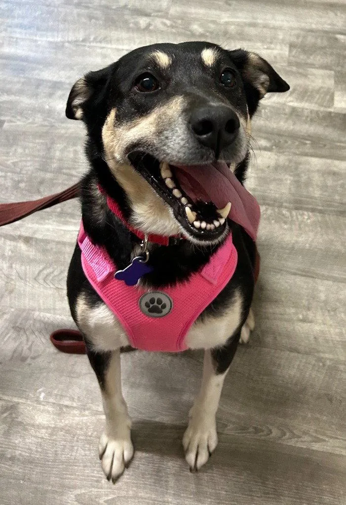 A young medium-sized female Shepherd dog named Macey for adoption in Ellijay, GA