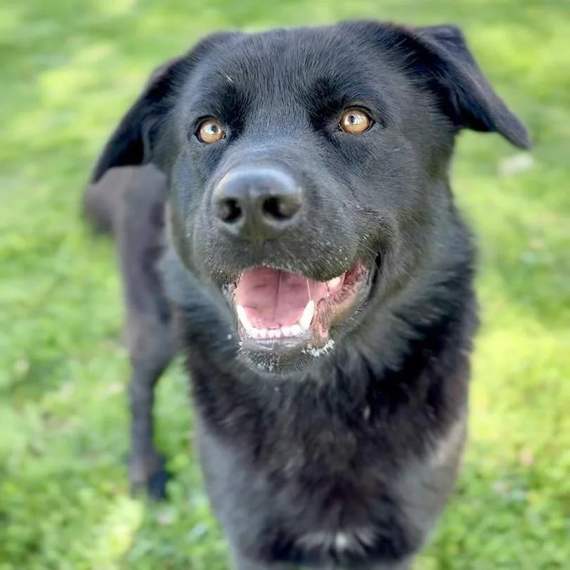 An adult large-sized male Black Mixed Breed dog named Diesel for adoption in Washington Township, OH