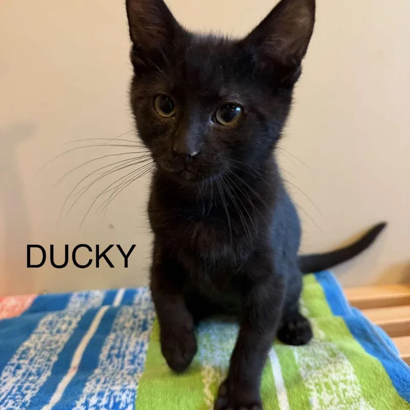 A baby small-sized female Black Domestic Short Hair cat named Ducky Miller for adoption in Eagle Mountain, UT