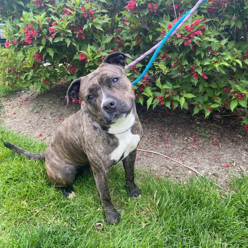 A young medium-sized female Pit Bull Terrier dog named Effie for adoption in Mokena, IL