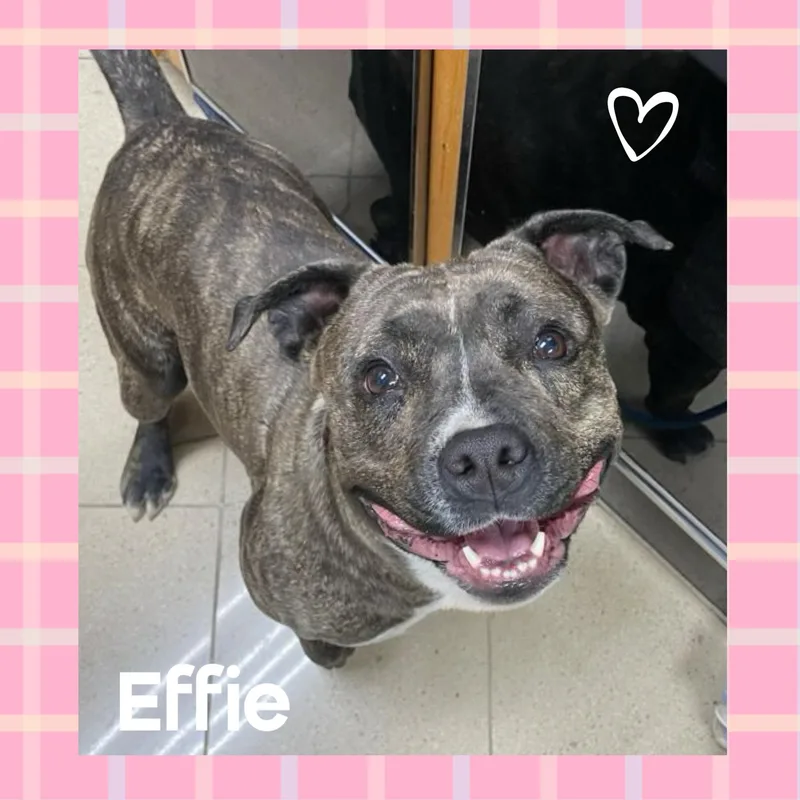 Effie thumbnail 3