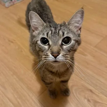 An adult small-sized female Domestic Short Hair cat named Princess Rosalinda for adoption in Wheaton, IL