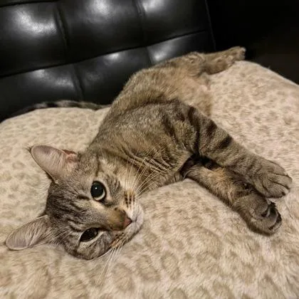 Princess Rosalinda thumbnail 2