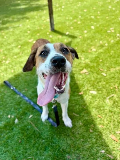 A young large-sized female Hound dog named Chica for adoption in Daytona Beach, FL