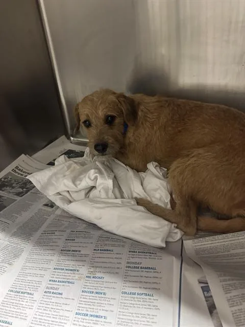 An adult small-sized male Chihuahua dog named Flaco for adoption in Bakersfield, CA