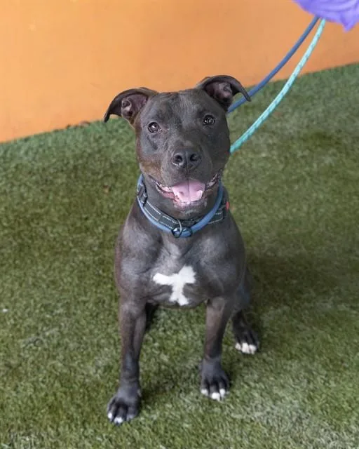 A young medium-sized male Terrier dog named Buster for adoption in Miami, FL