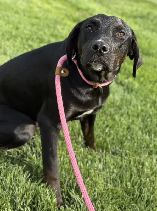 A young medium-sized female Labrador Retriever dog named Adele for adoption in Lancaster, OH
